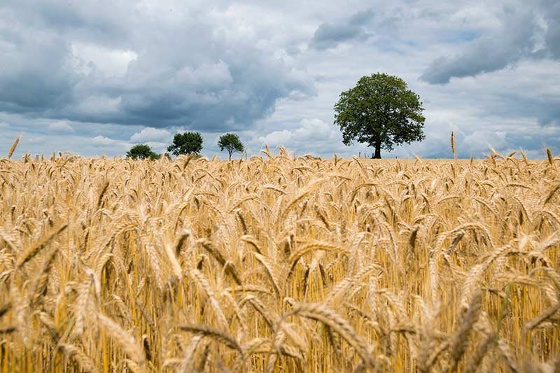 contacte amb Naturpan